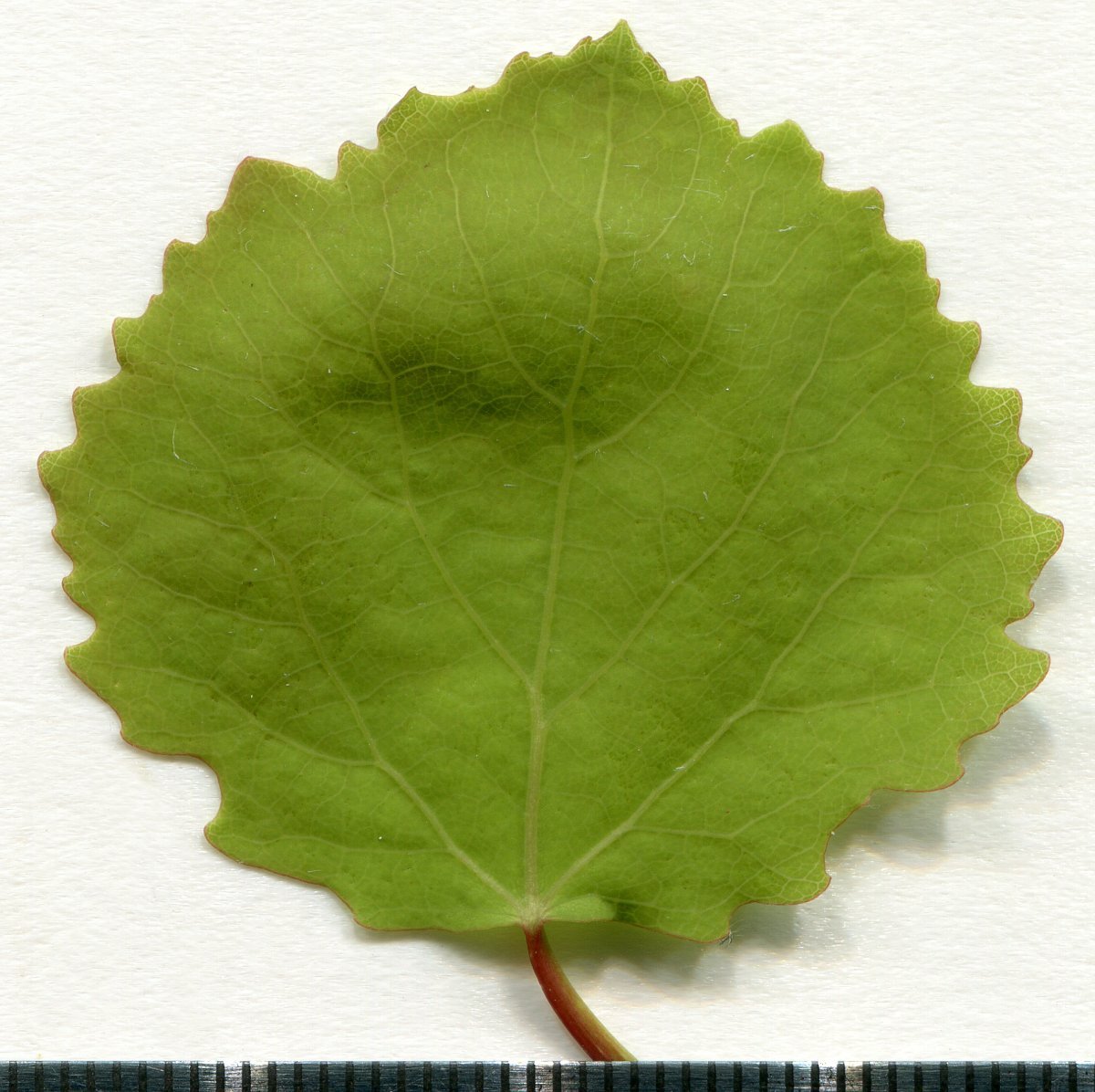 Тополь дрожащий