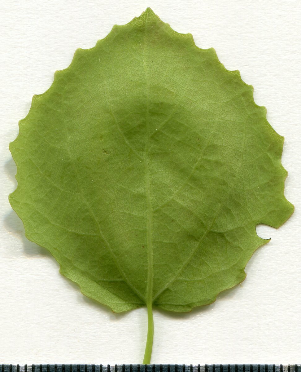 Тополь дрожащий - фото 10