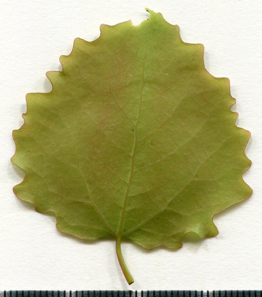 Тополь дрожащий - фото 8