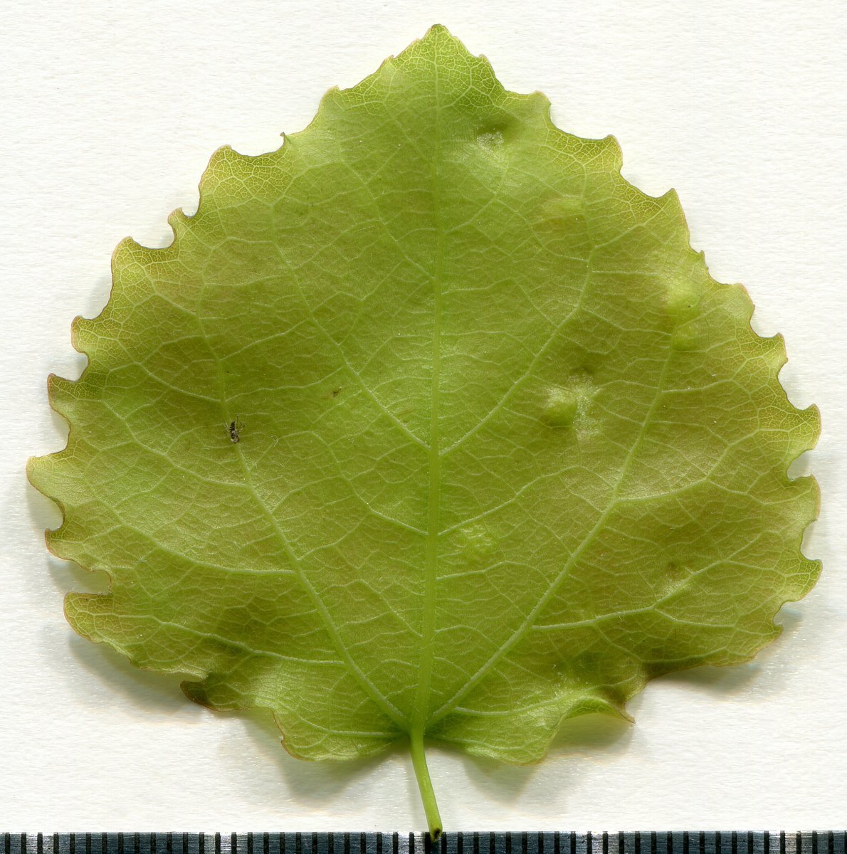 Тополь дрожащий - фото 4