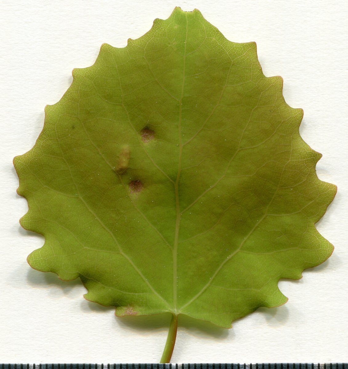 Тополь дрожащий - фото 5