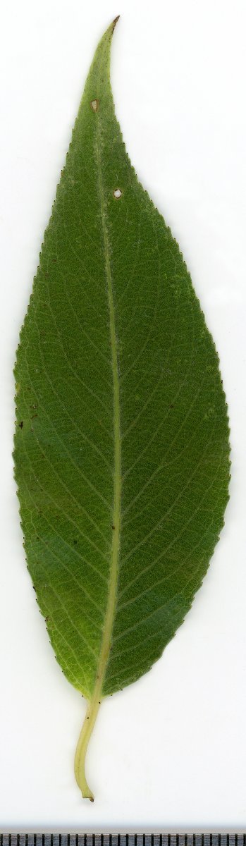 Ива белая - фото 9