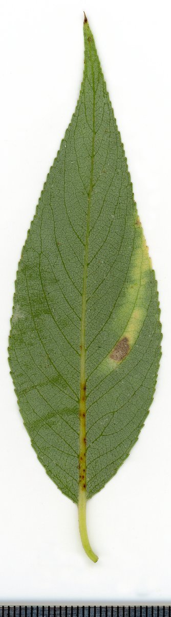 Ива белая - фото 8