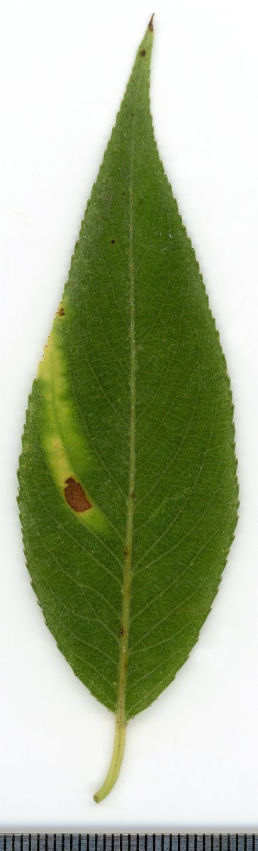 Ива белая - фото 7