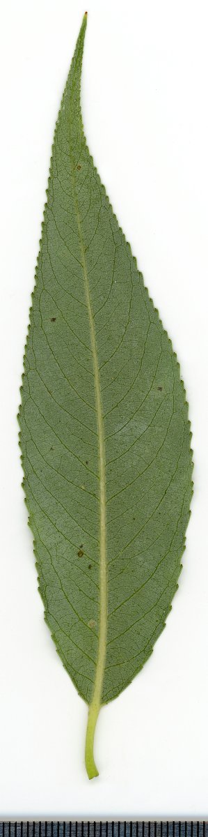 Ива белая - фото 4