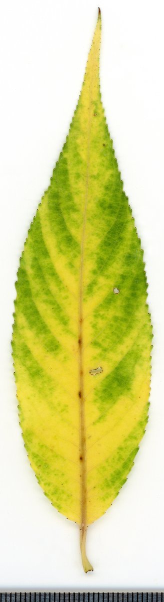 Ива белая - фото 5