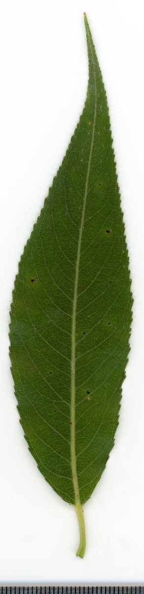 Ива белая - фото 3