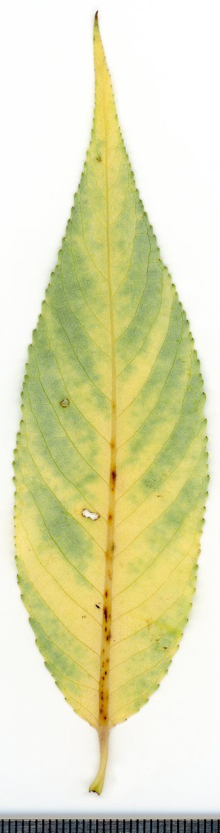 Ива белая - фото 6