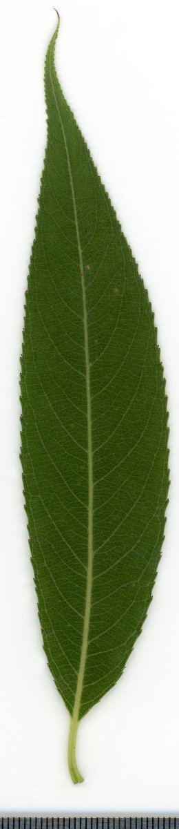 Ива белая - фото 2