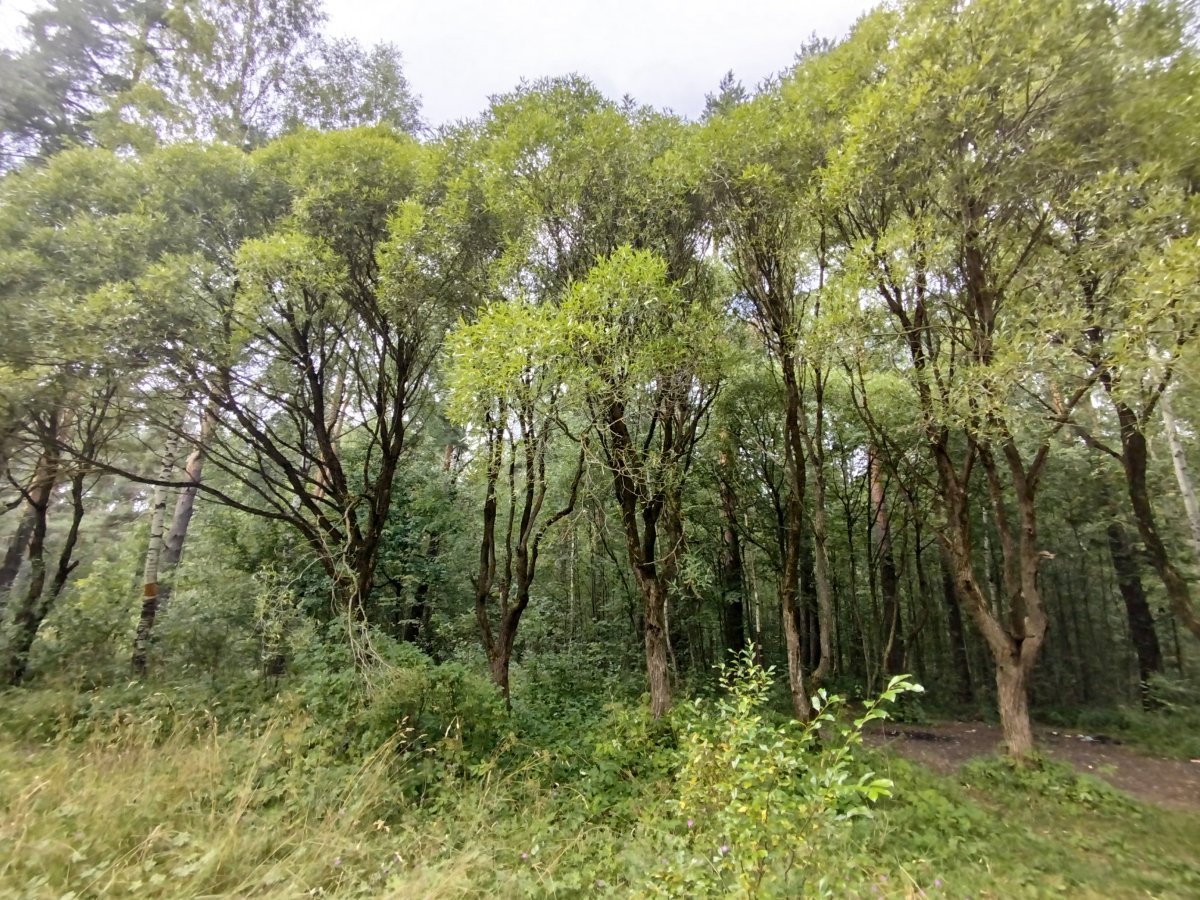 Ива ломкая - фото 10