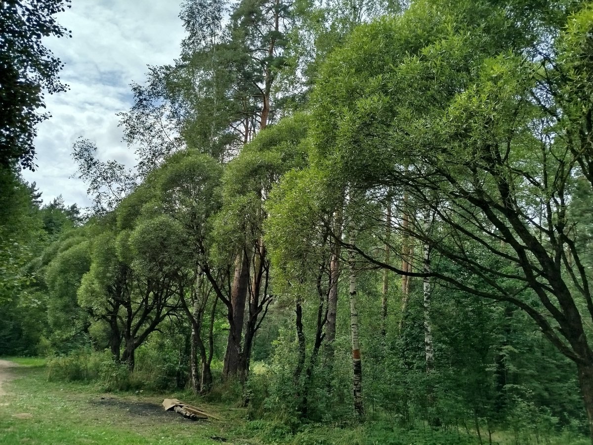 Ива ломкая - фото 9