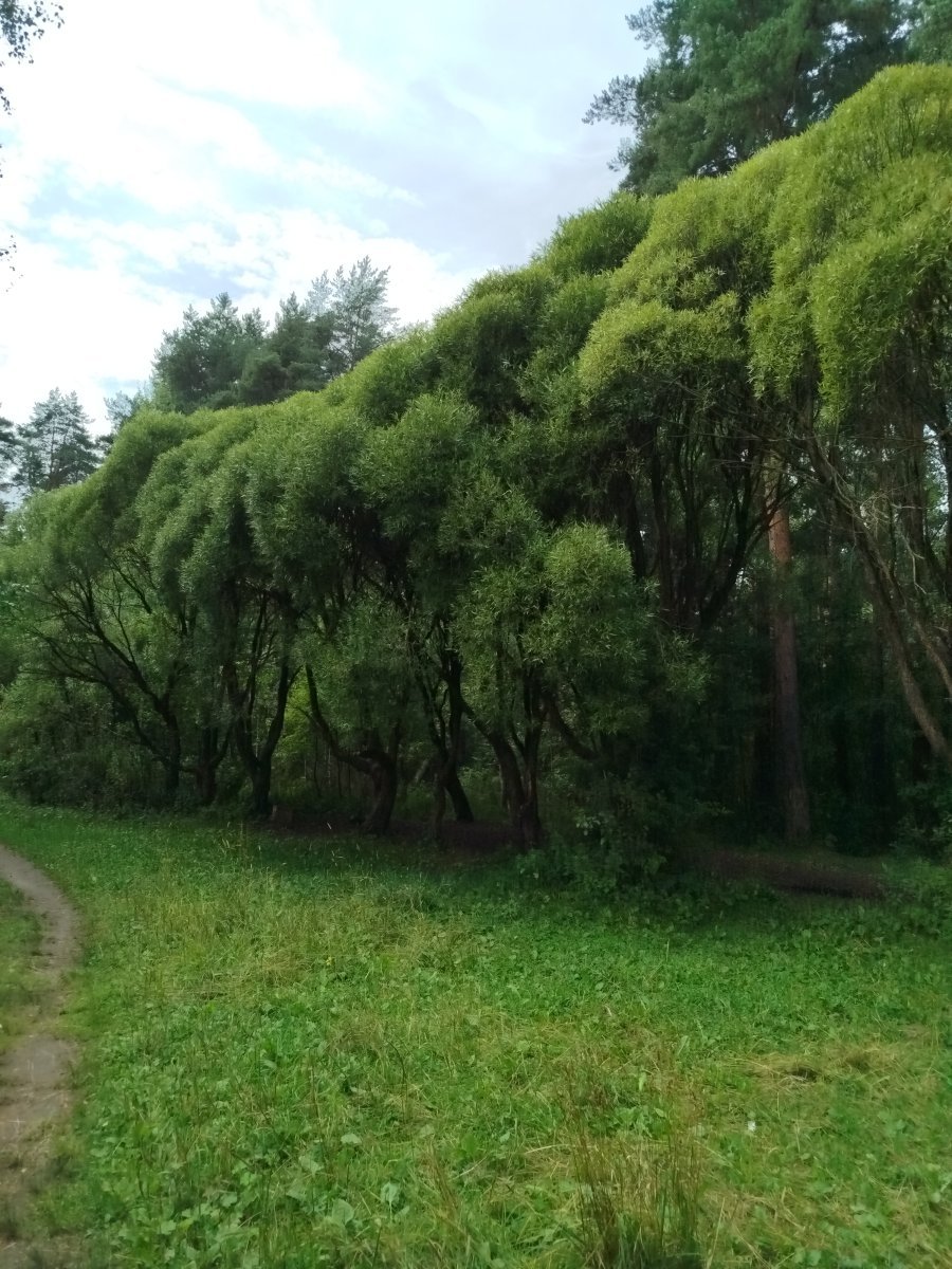 Ива ломкая - фото 5