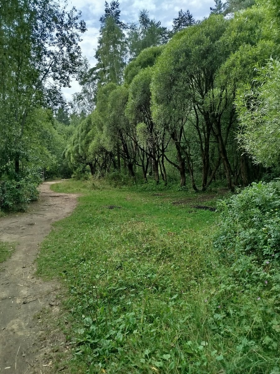 Ива ломкая - фото 8