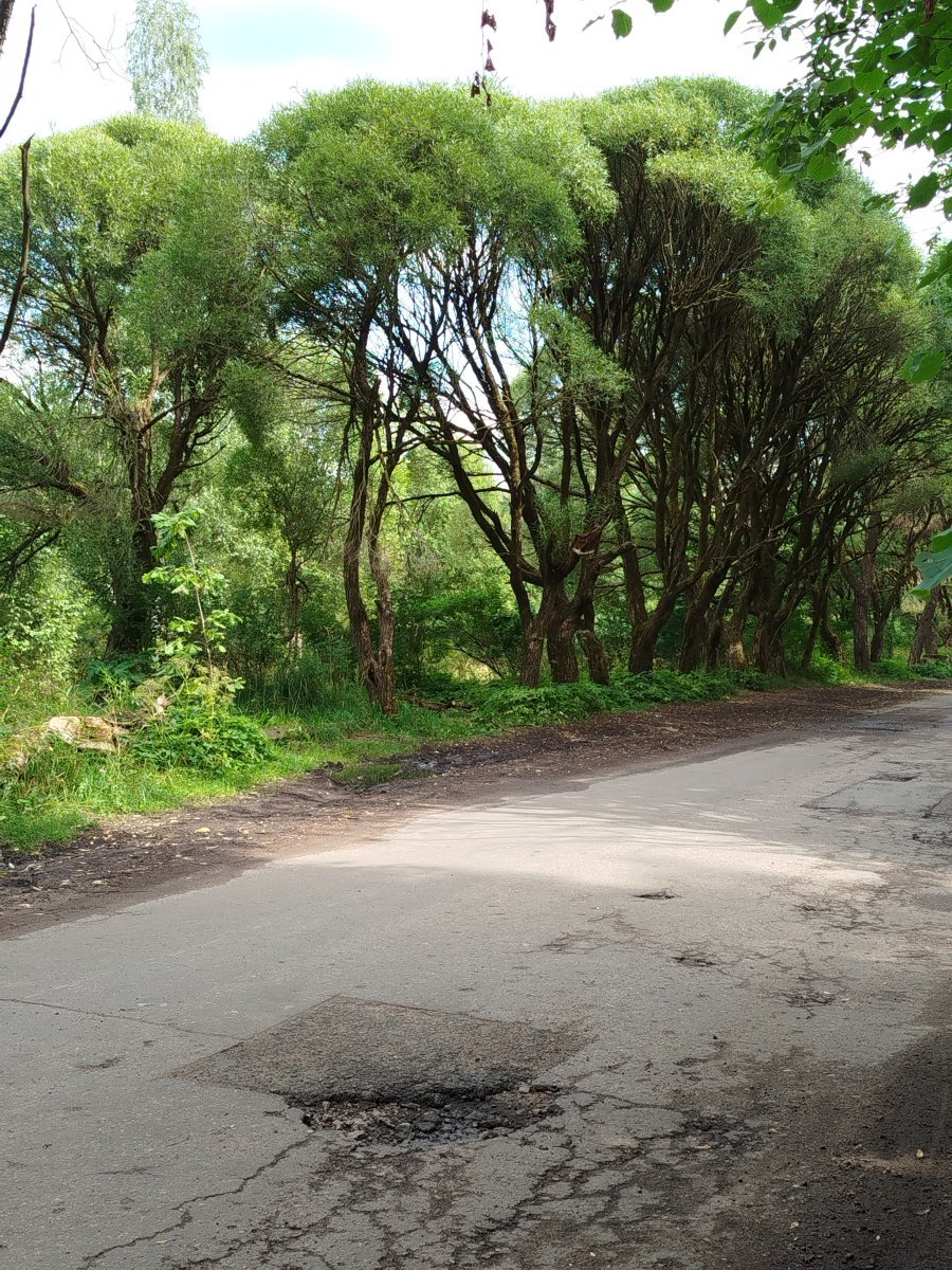 Ива ломкая - фото 6