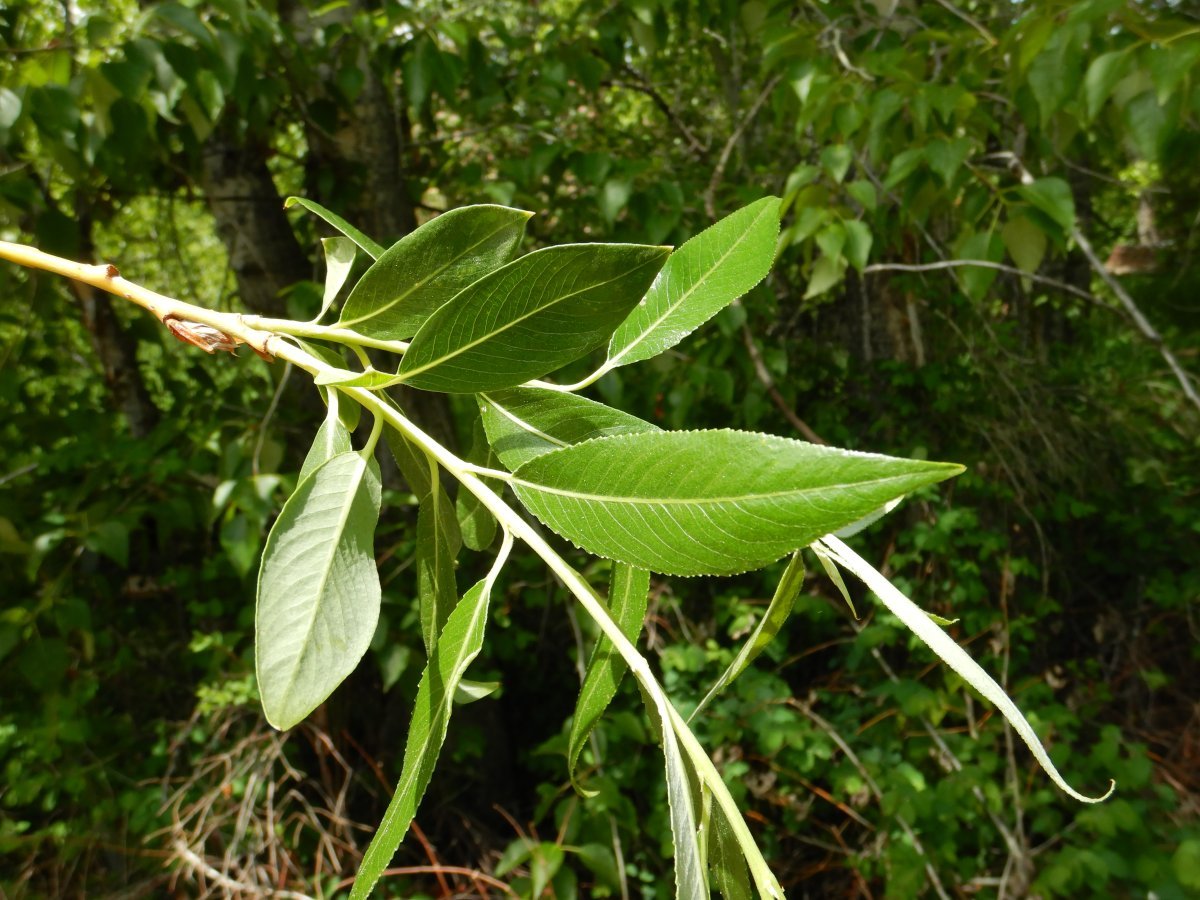 Ива ломкая - фото 2