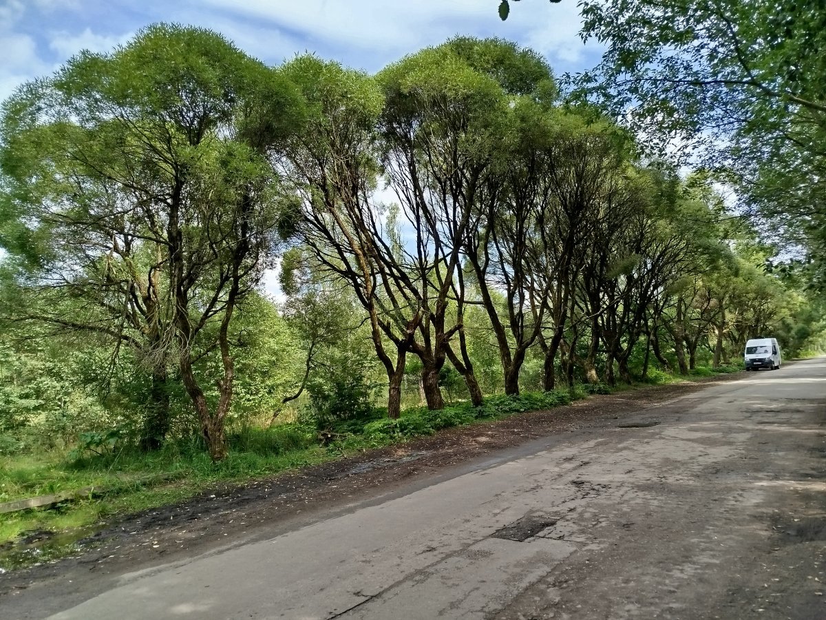 Ива ломкая - фото 7