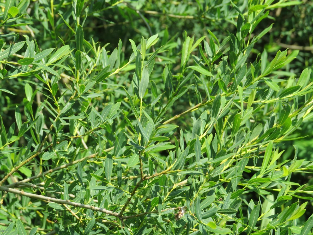 Ива пурпурная - фото 6