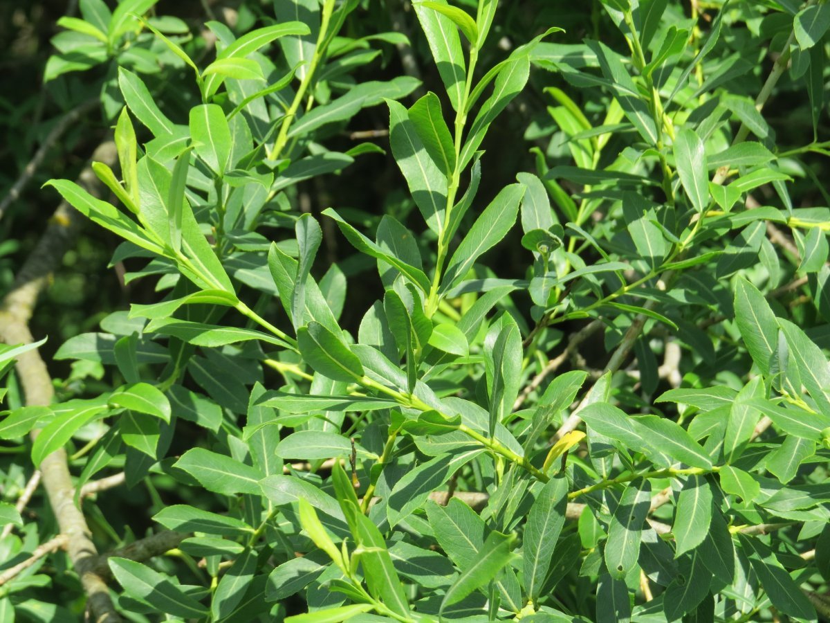 Ива пурпурная - фото 8