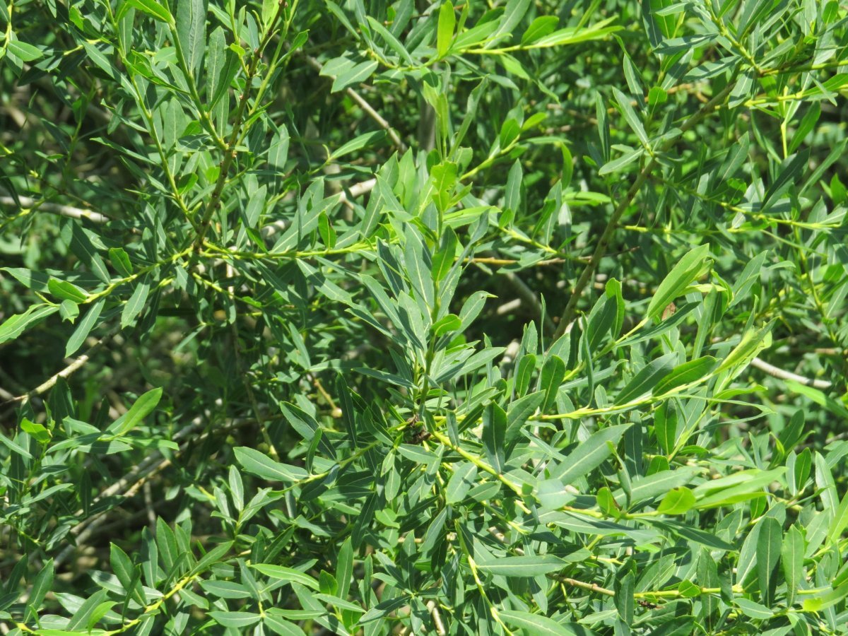 Ива пурпурная - фото 5