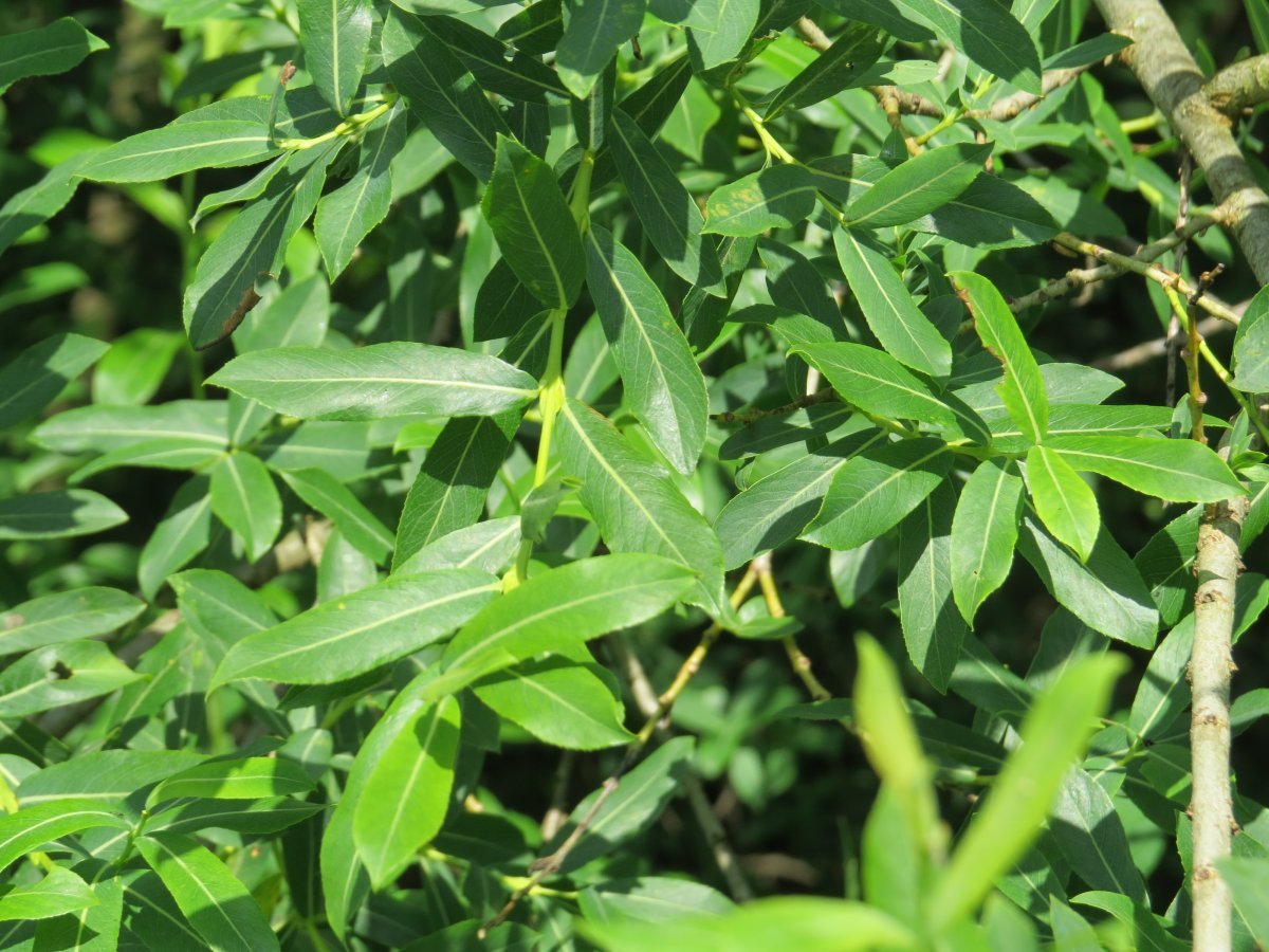 Ива пурпурная - фото 10