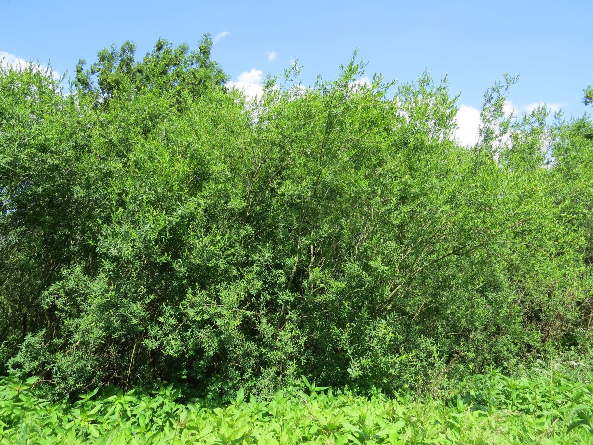 Ива пурпурная