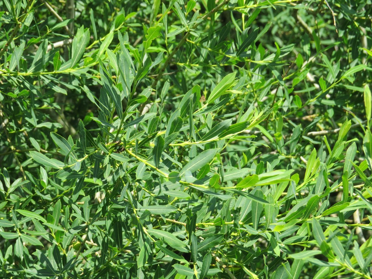 Ива пурпурная - фото 4