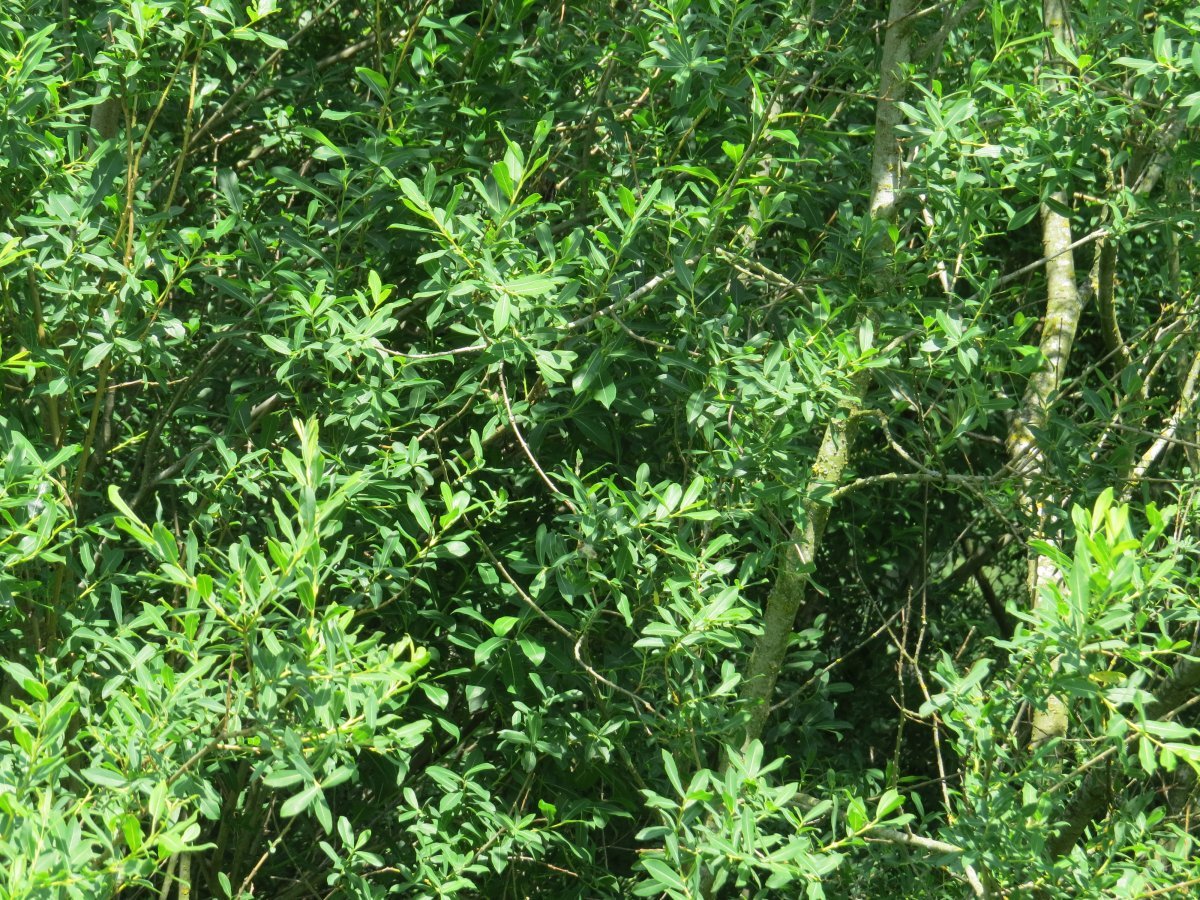 Ива пурпурная - фото 2