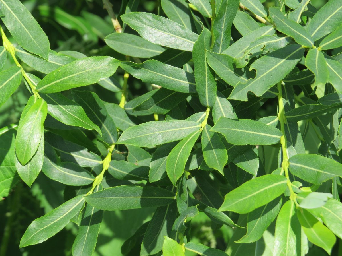 Ива пурпурная - фото 9