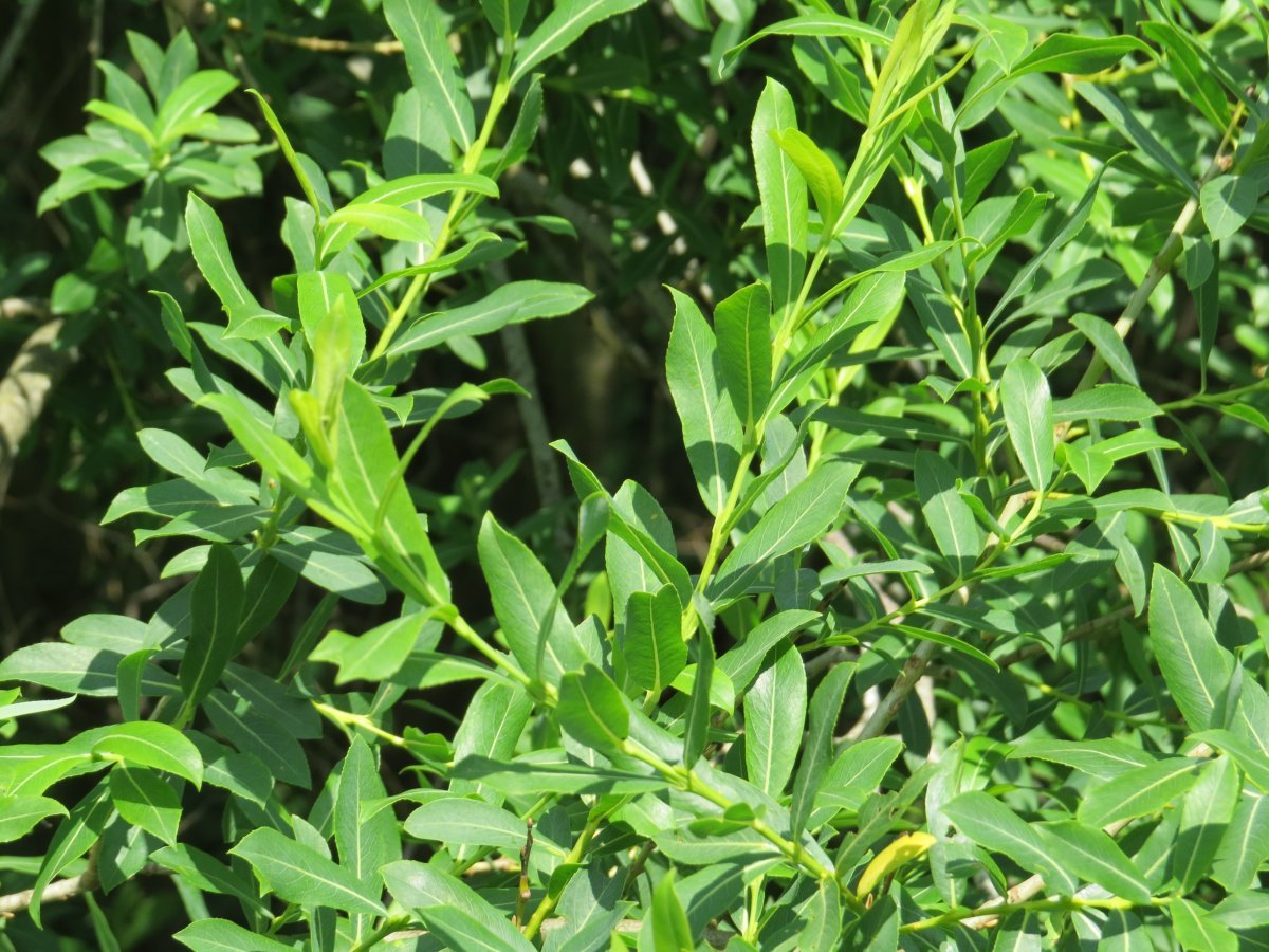 Ива пурпурная - фото 7