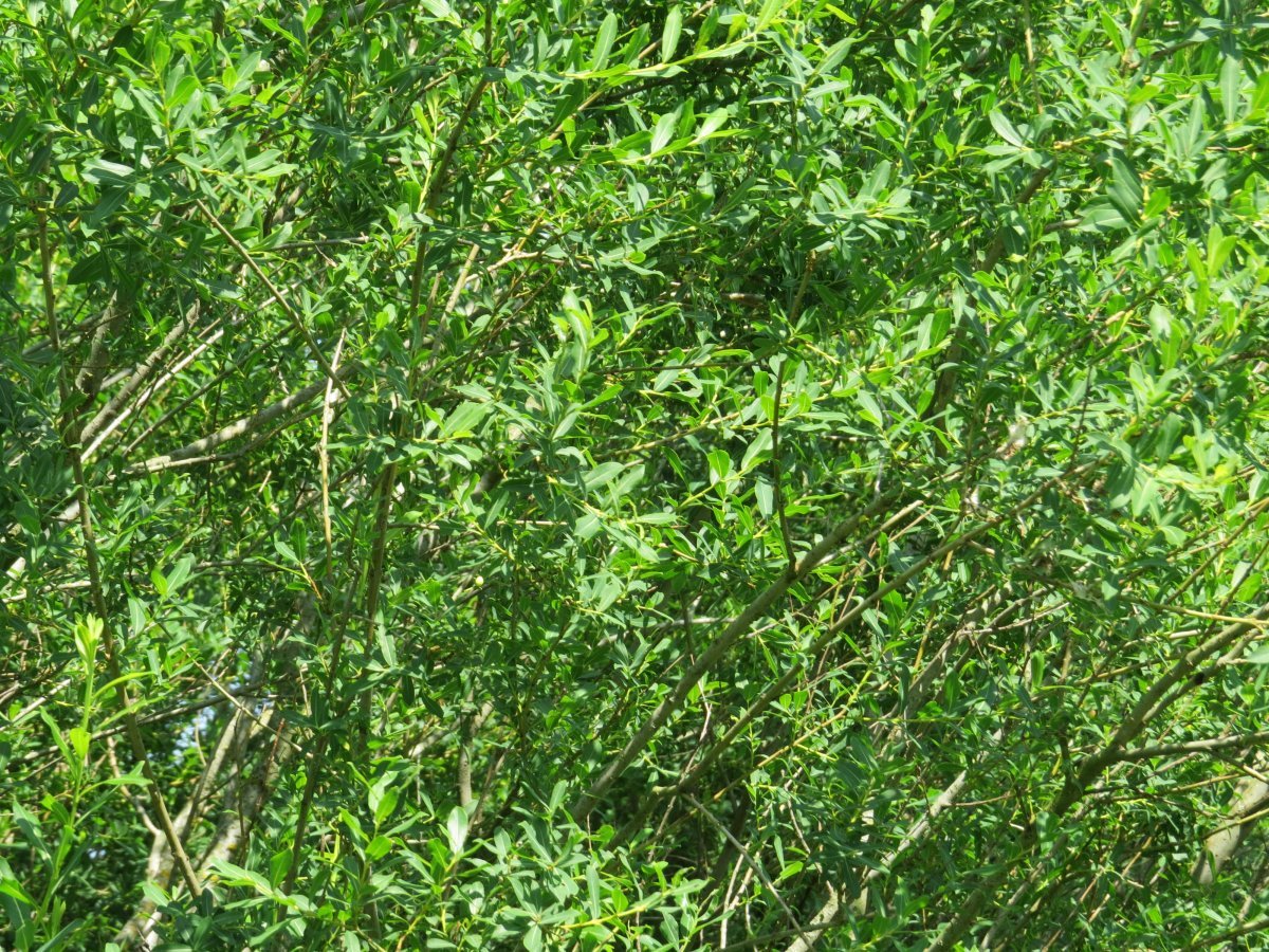 Ива пурпурная - фото 3