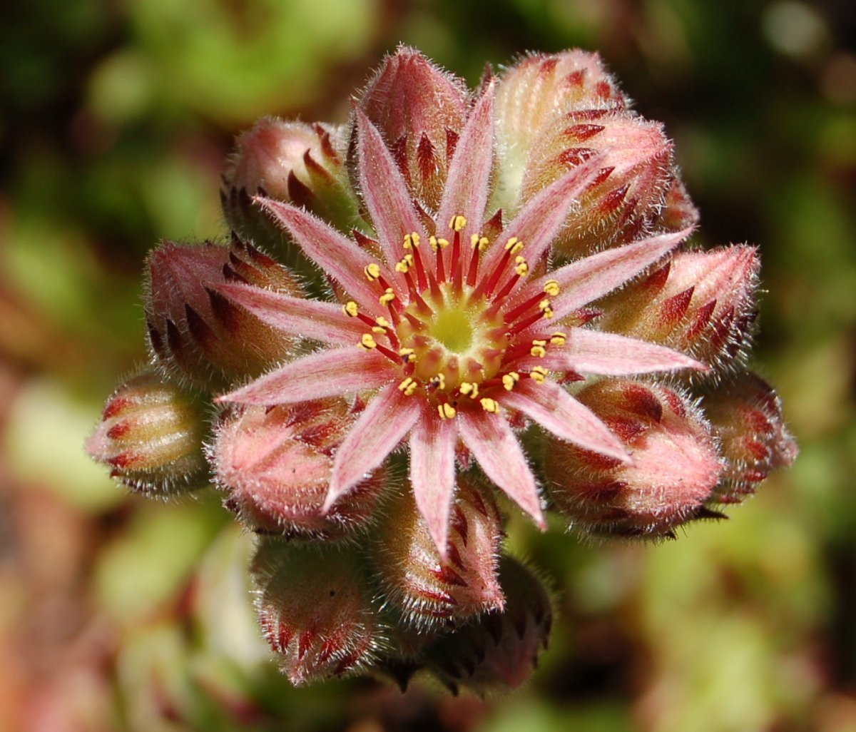 Молодило кровельное - фото 5