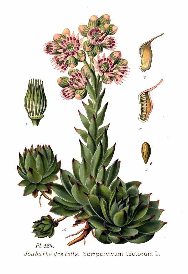 Молодило кровельное - фото 2