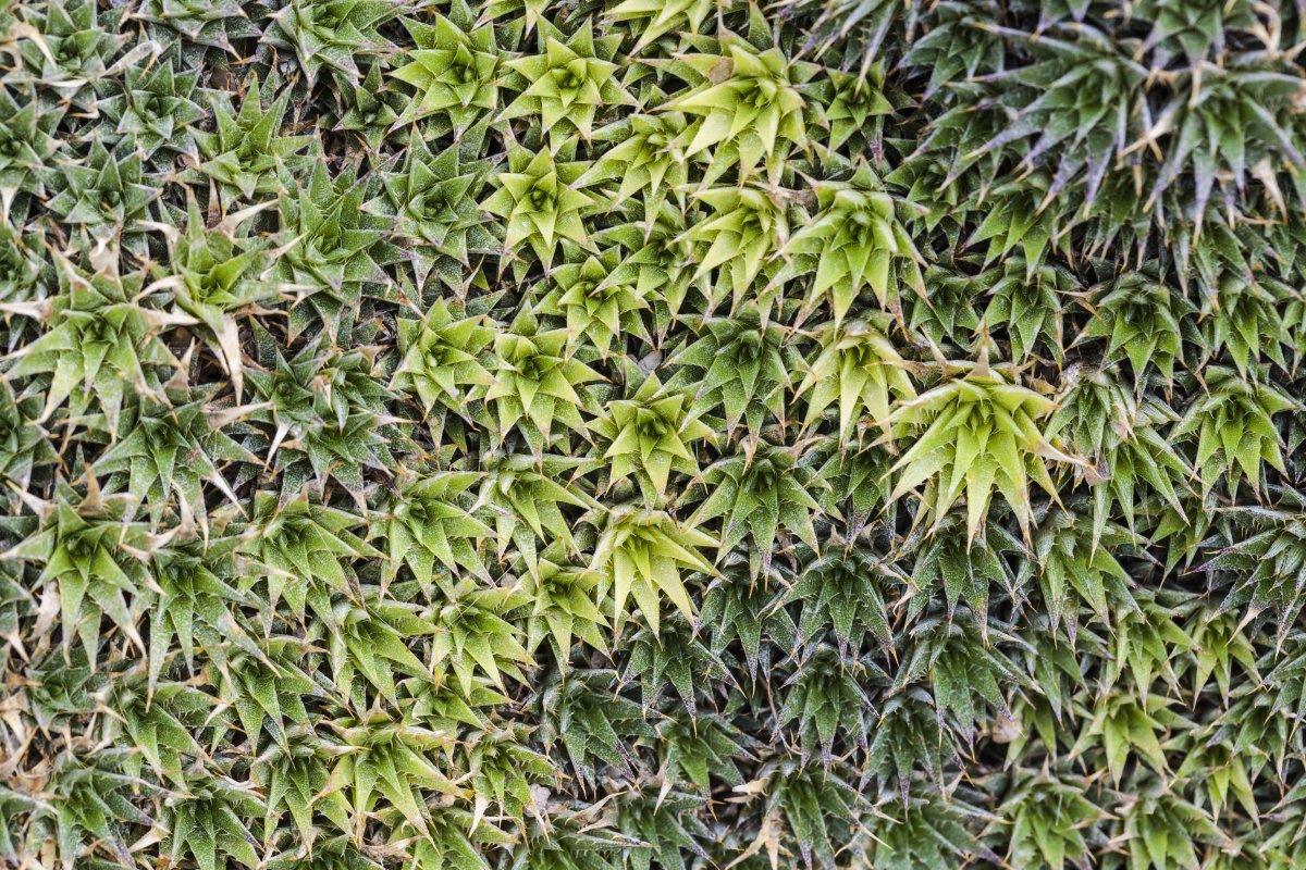 Молодило кровельное - фото 4