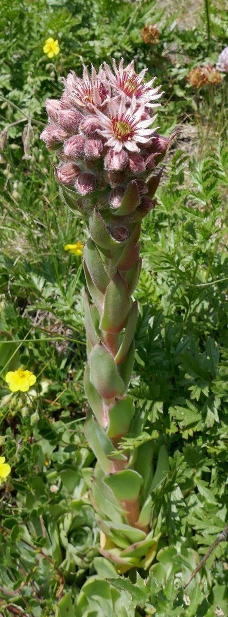 Молодило кровельное - фото 8