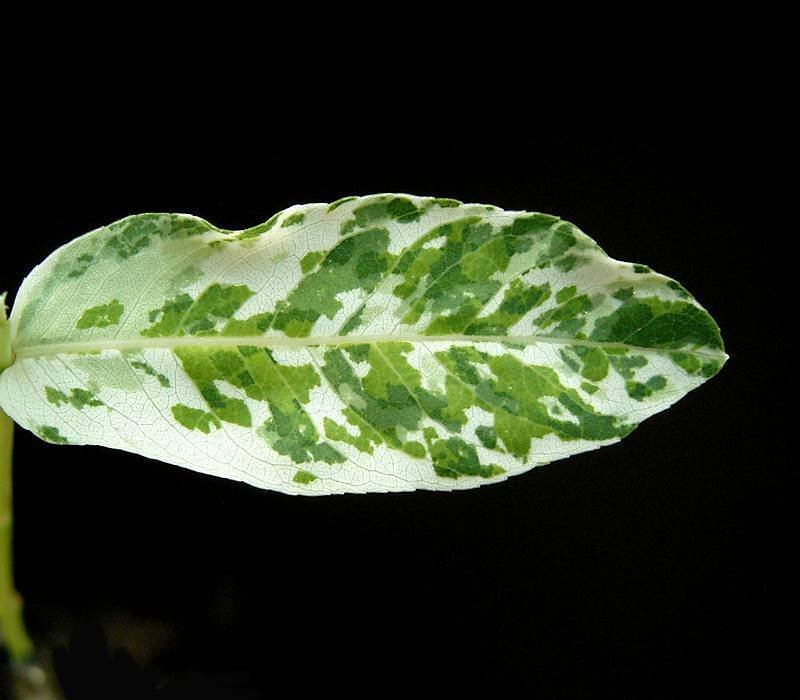 Ива цельнолистная - фото 5