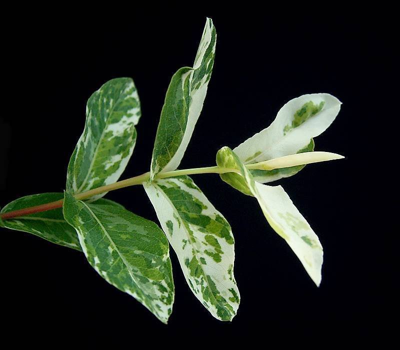 Ива цельнолистная - фото 4