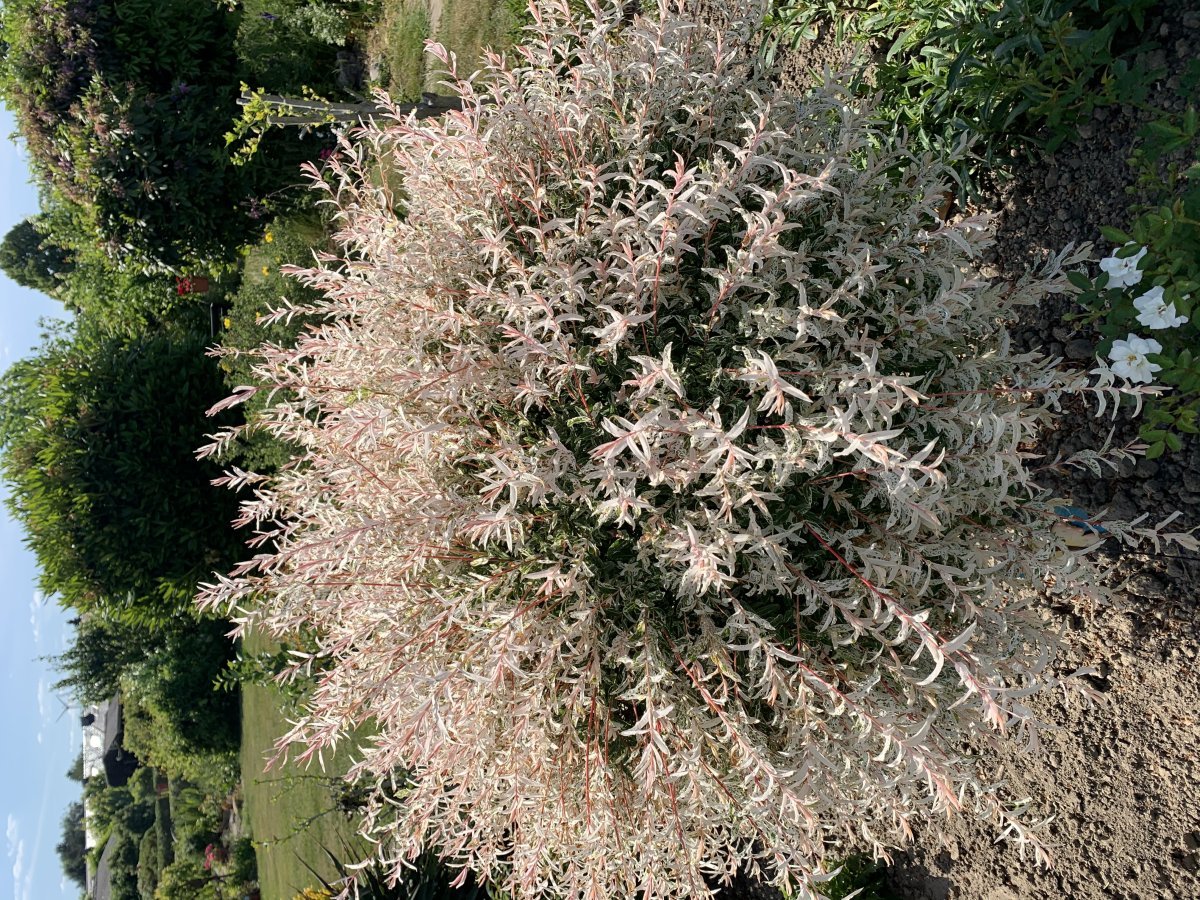 Ива цельнолистная - фото 6