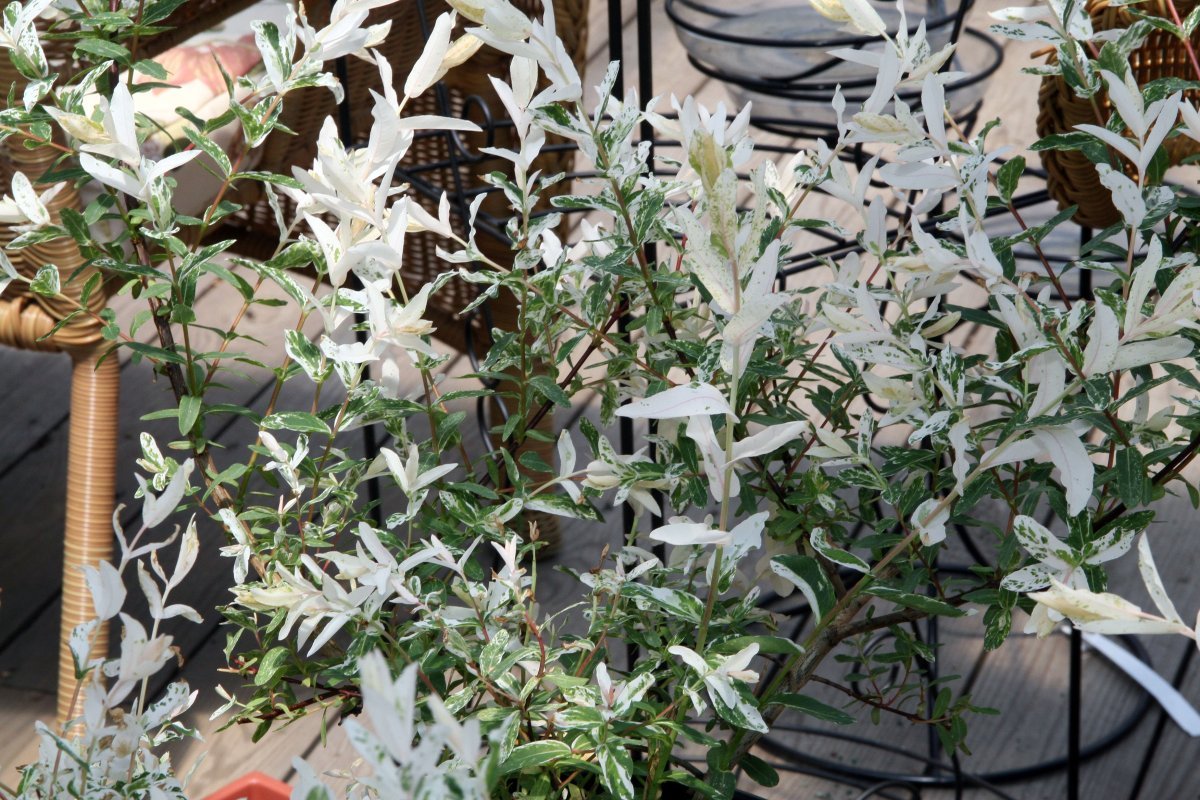 Ива цельнолистная - фото 10