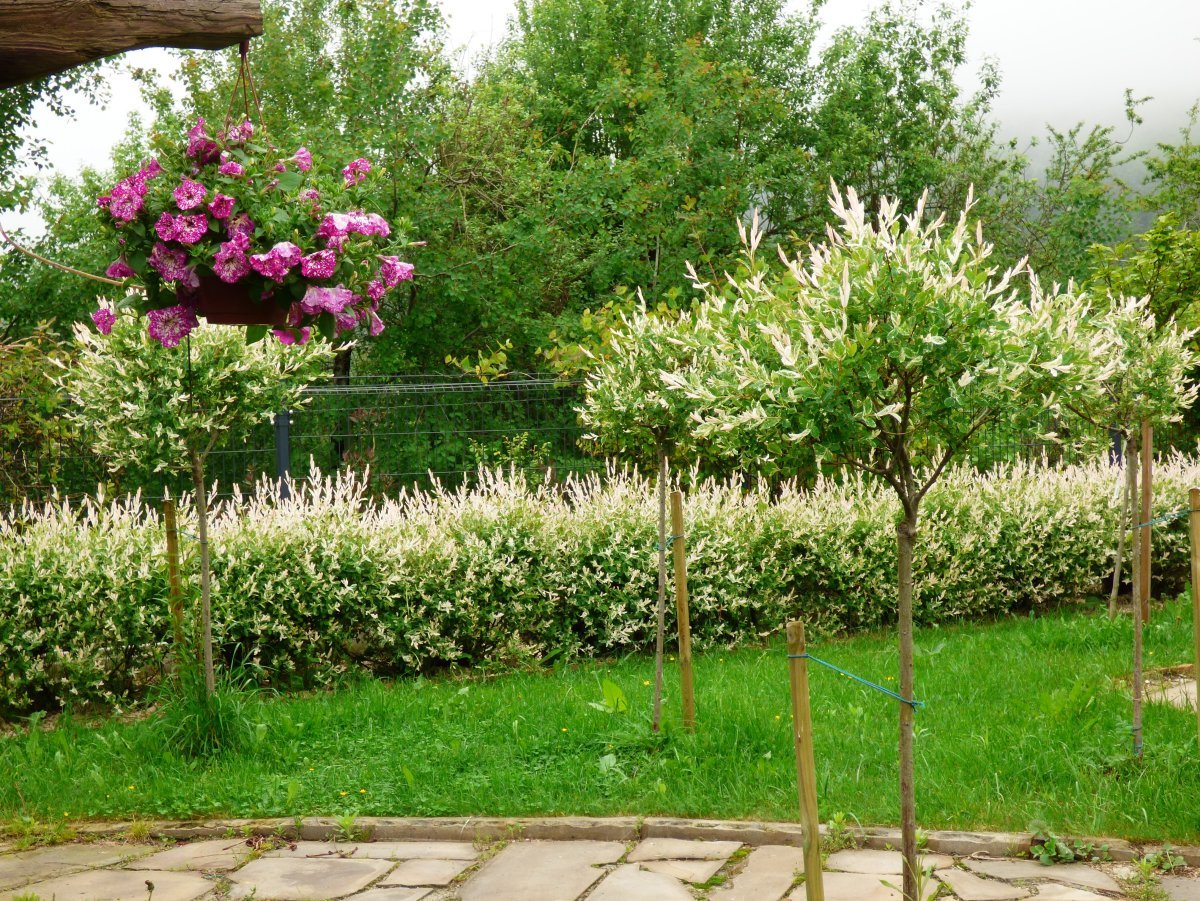 Ива цельнолистная - фото 7