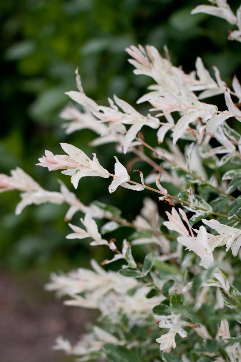 Ива цельнолистная - фото 2