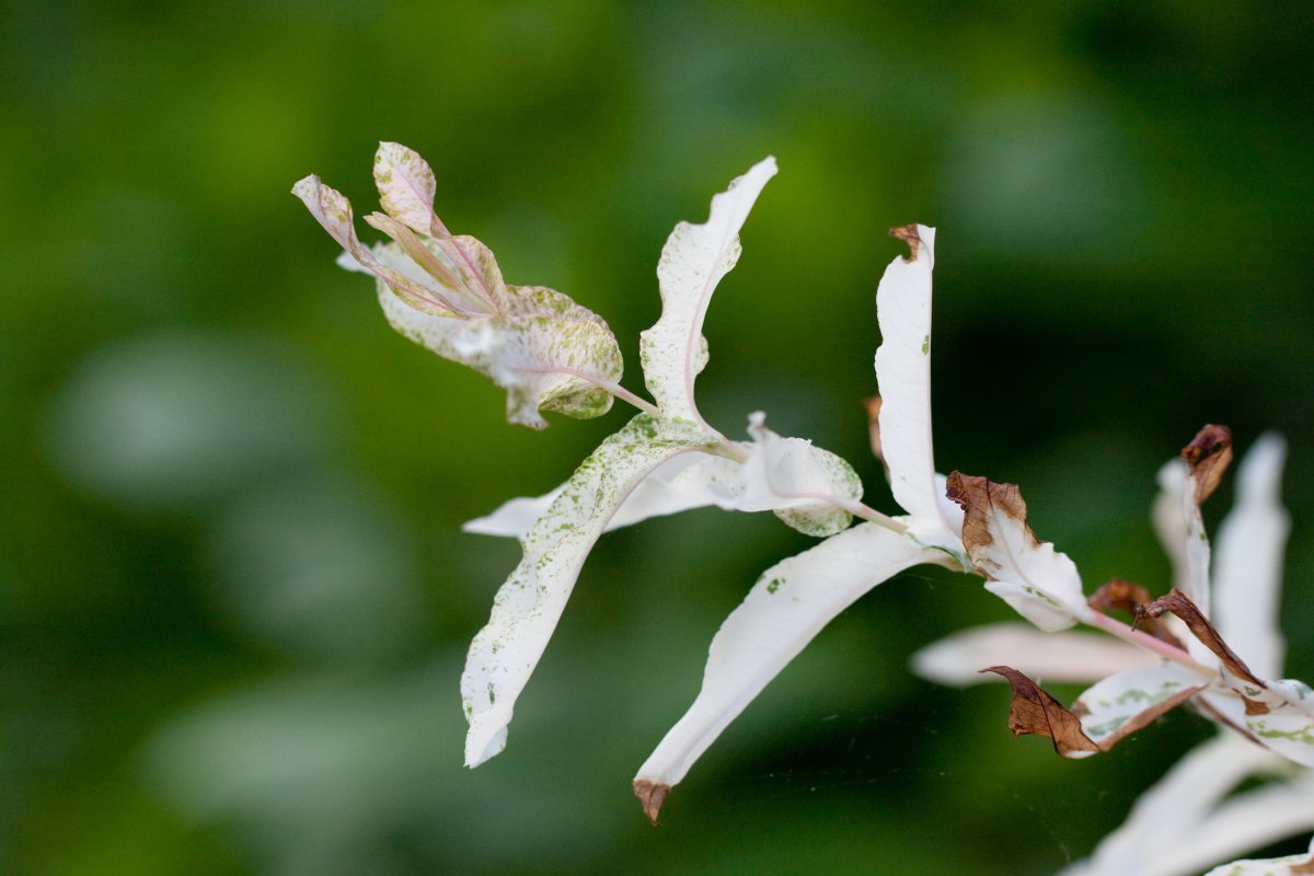Ива цельнолистная