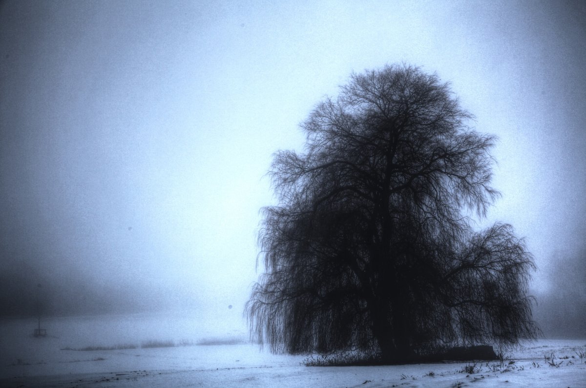 Ива матсудана - фото 6