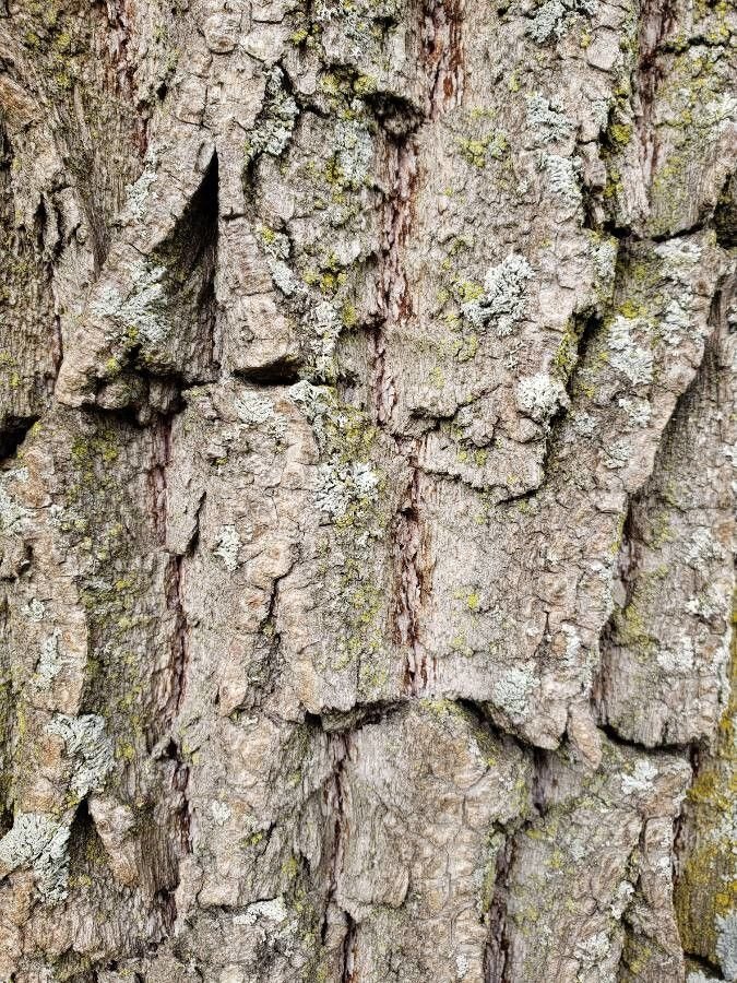 Ива матсудана - фото 8