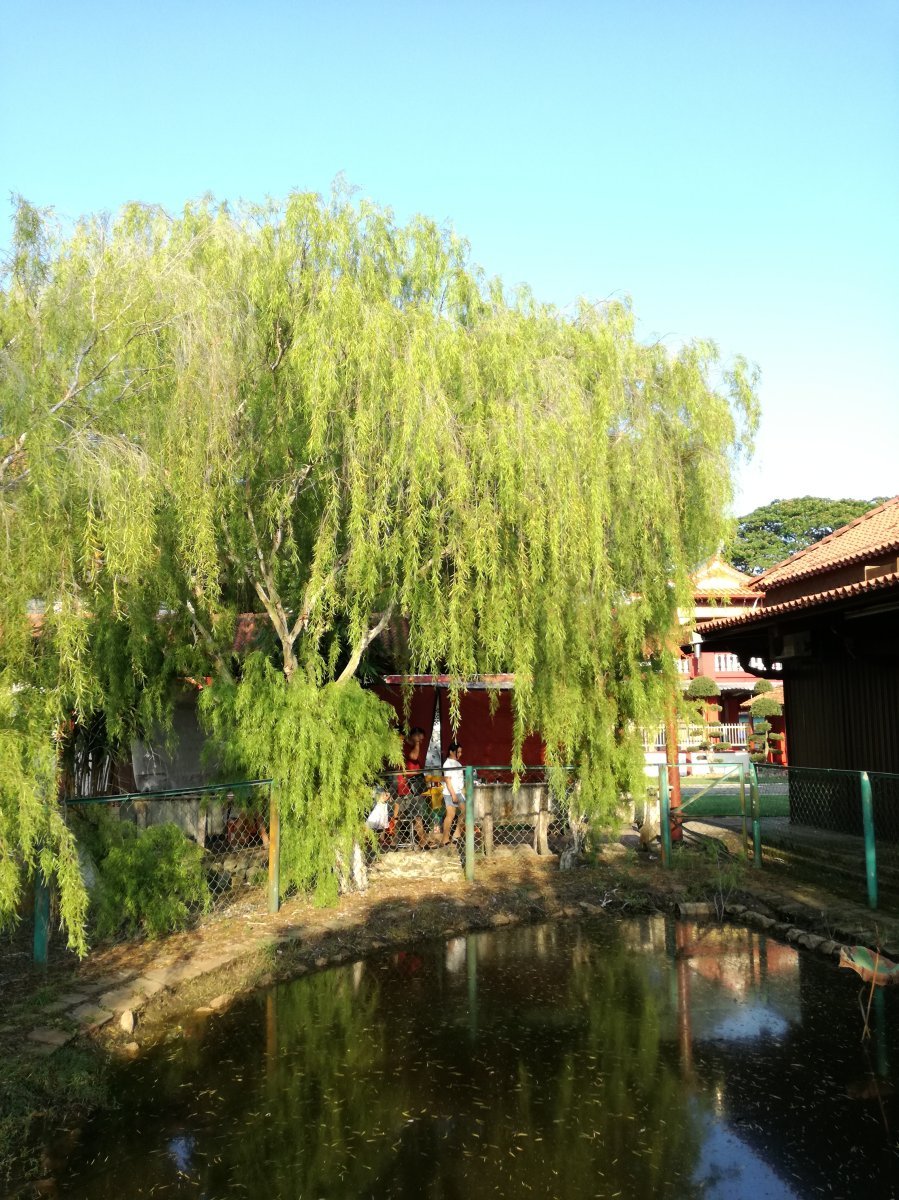 Ива матсудана - фото 3