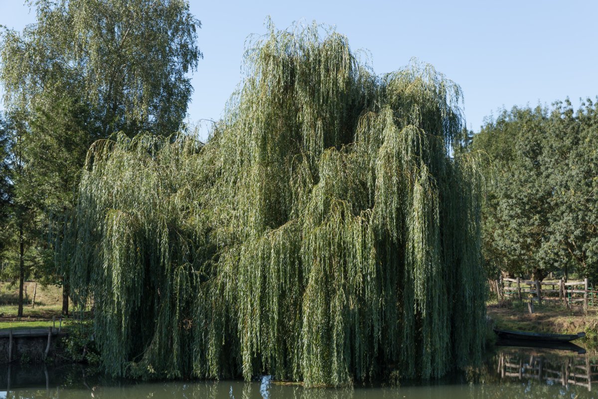 Ива матсудана - фото 4