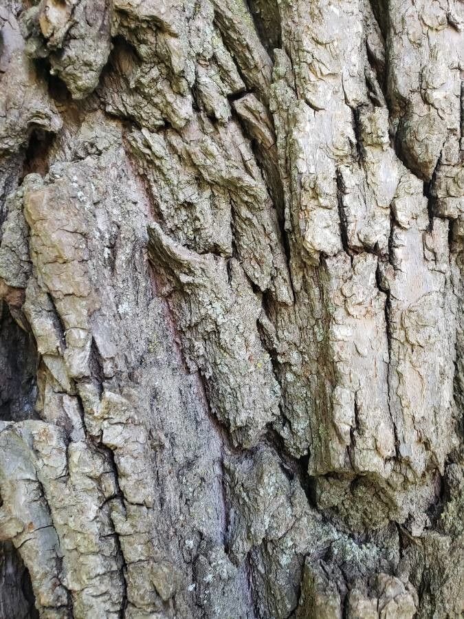 Ива матсудана - фото 9