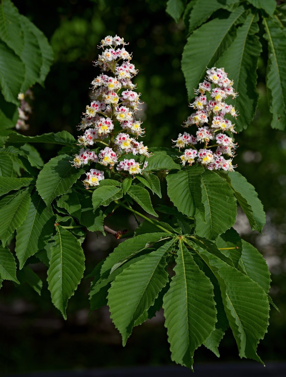 Конский каштан обыкновенный - фото 9