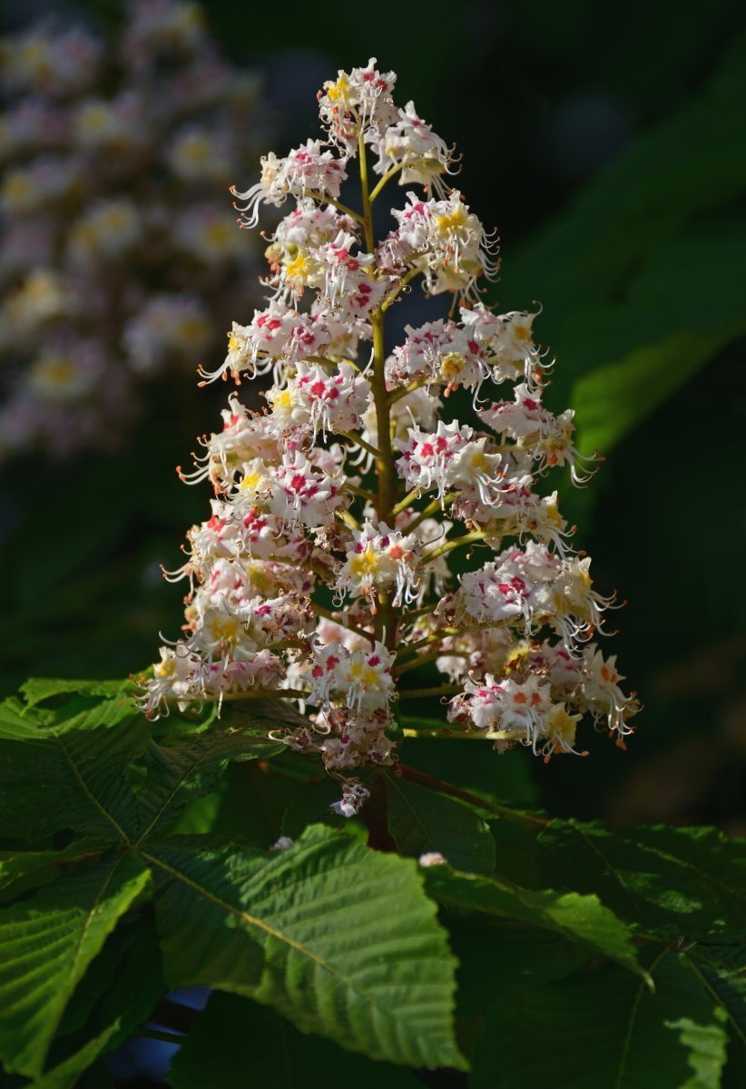 Конский каштан обыкновенный - фото 8