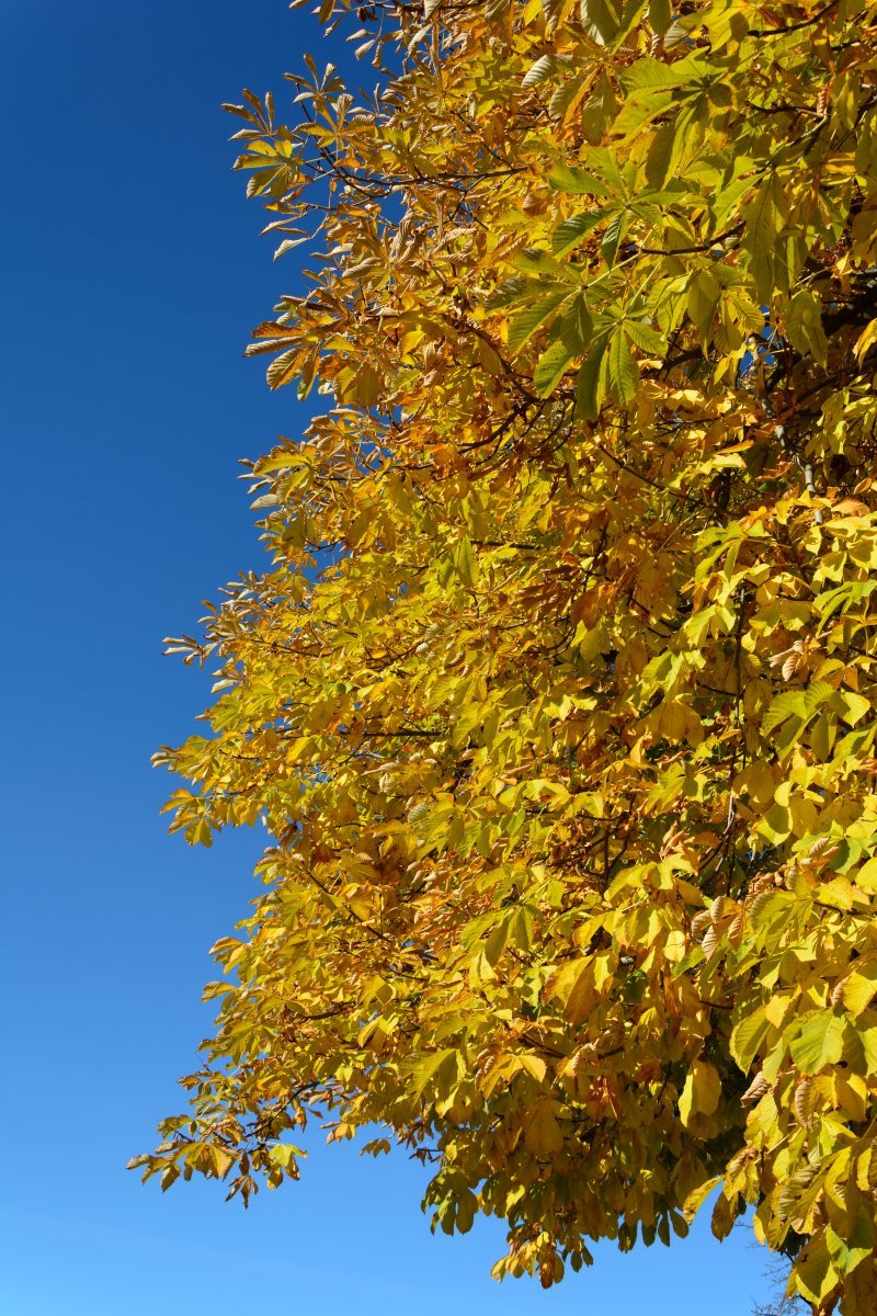 Конский каштан обыкновенный - фото 3