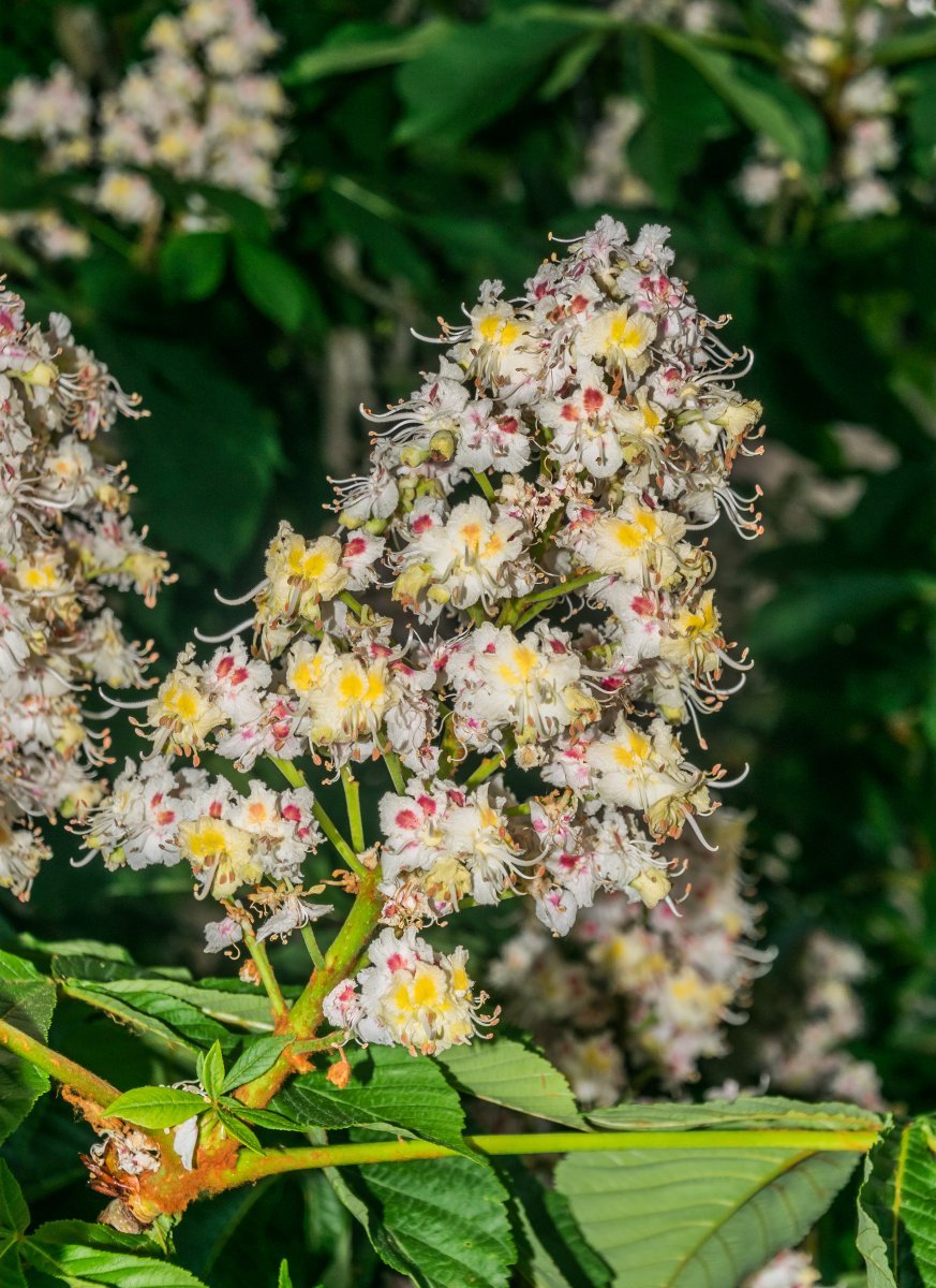 Конский каштан обыкновенный - фото 10